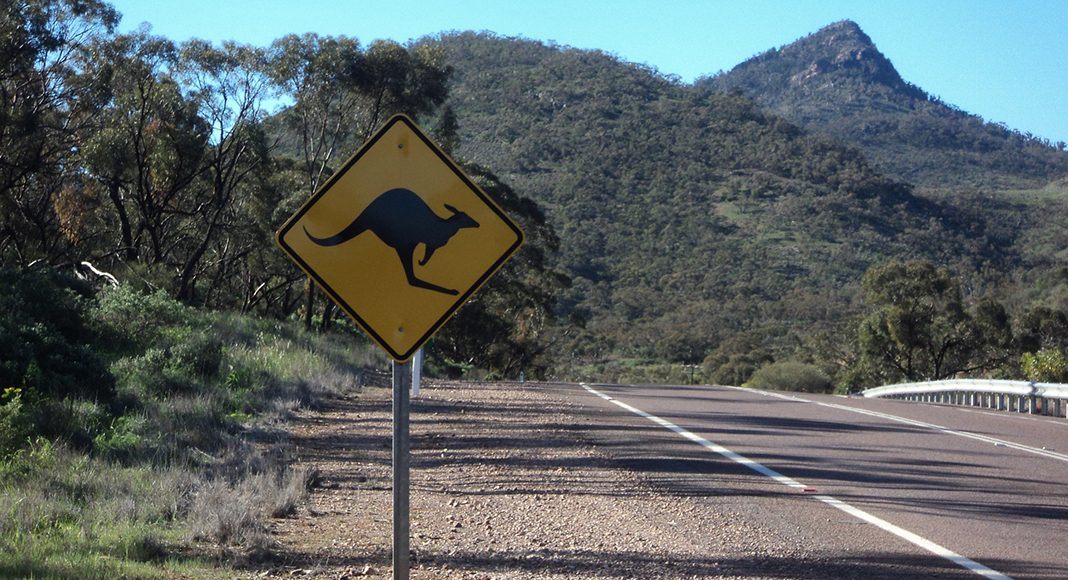 RAA warns drivers to look out for animals on rural roads