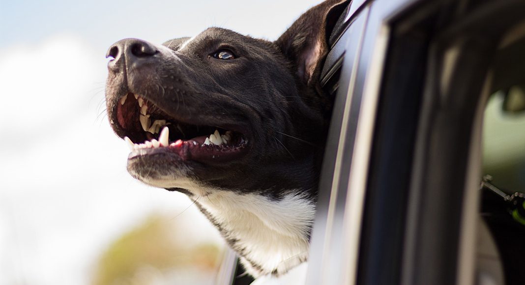 Tips for buying a car for a dog