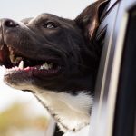 There is a lot to consider it comes to buying a car that is safe and comfortable for your family AND your dog.