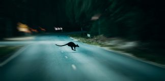 RAA issues safety warning to drivers after increase in collisions with animals.