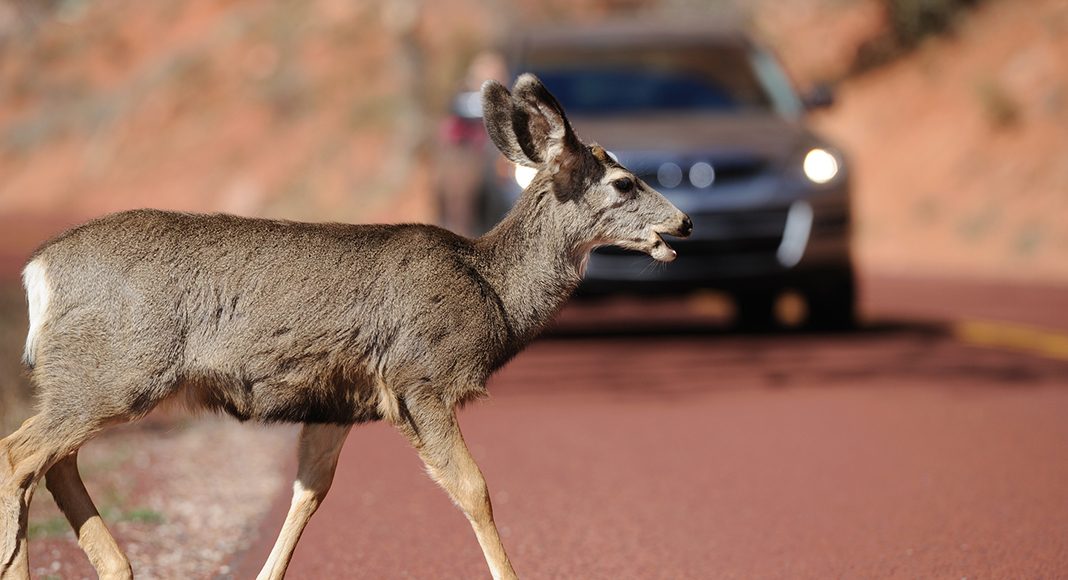 Avoiding vehicle-wildlife collisions