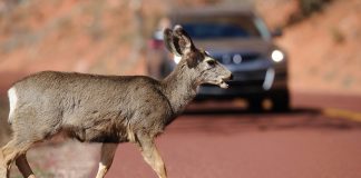 Avoiding vehicle-wildlife collisions