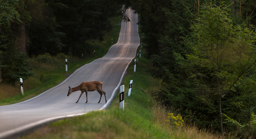 Figures collated from various studies suggest that at least 400 people could be injured in deer-related collisions each year, and potentially around 20 people killed.