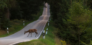Figures collated from various studies suggest that at least 400 people could be injured in deer-related collisions each year, and potentially around 20 people killed.