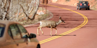 The severity of claims, measured in dollars insurers pay to cover losses, also soars during the peak deer mating month. The average cost of November animal-strike claims over the 13-year period was $3,560, compared with $2,801 for February, the month with the least severe crashes.