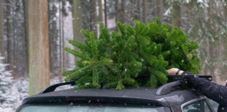 The figures from the American Automobile Association (AAA) indicate 20 percent of people will tie the tree to the roof of their vehicle without using a roof rack and 24 percent plan to place the tree in the bed of their pickup truck unsecured.