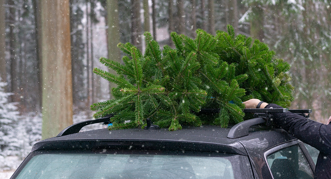 Almost half of motorists will transport a Christmas tree unsafely this year Three60 by eDriving