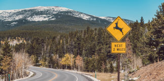 The Colorado Department of Transportation (CDOT) is reminding motorists to be aware of migrating wildlife especially from dusk to dawn, when wild animals are more active and more difficult to see.