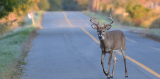 Rutting season, the annual mating time for deer, elk and moose, occurs from late October to December, with the most activity seen in mid-November.