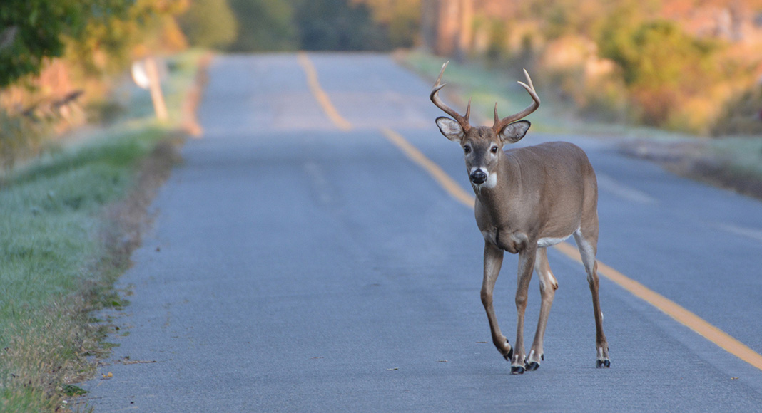 Drivers urged to watch out for wild animals during rutting season | Three60  by eDriving