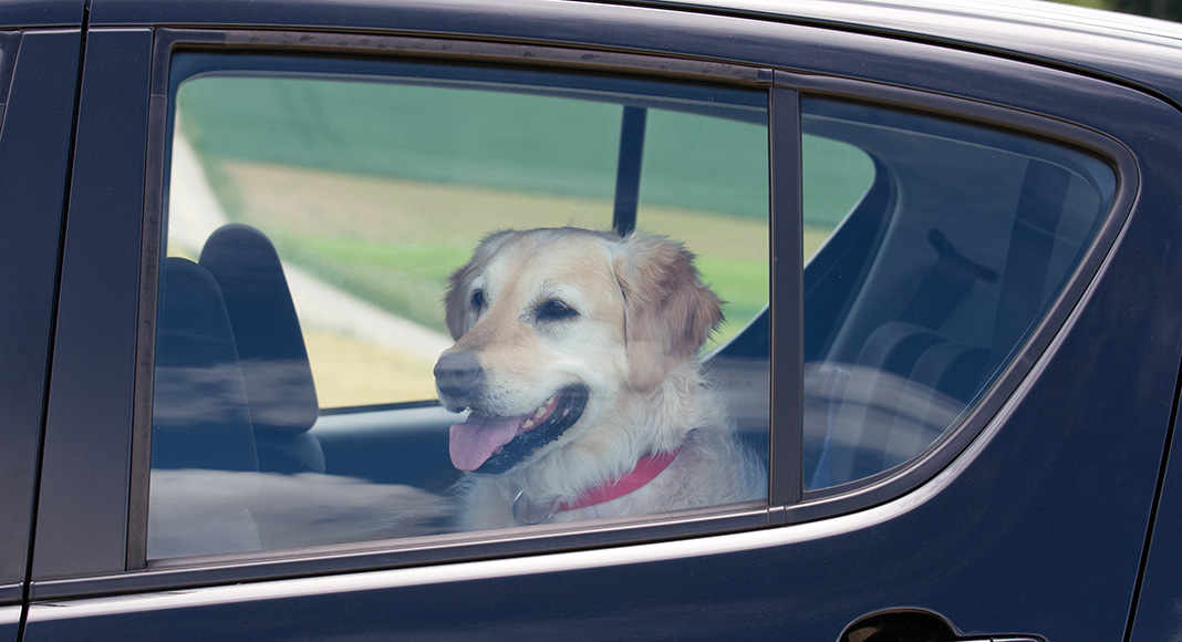 Across January to October this year, the AA said it had responded to 800 emergency callouts for children or pets locked in vehicles, more than 200 in Auckland alone.