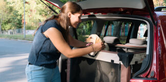A new survey of British Columbians reveals that while travelling with pets is common, many drivers are putting themselves, their passengers, and their animals at risk by not properly securing their pets in vehicles.